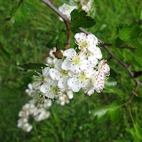 Counselling images: hawthorn flowers by Ruth Croft
