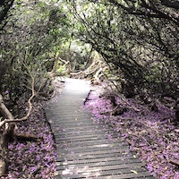 Counselling images: path through trees by Angie Denman